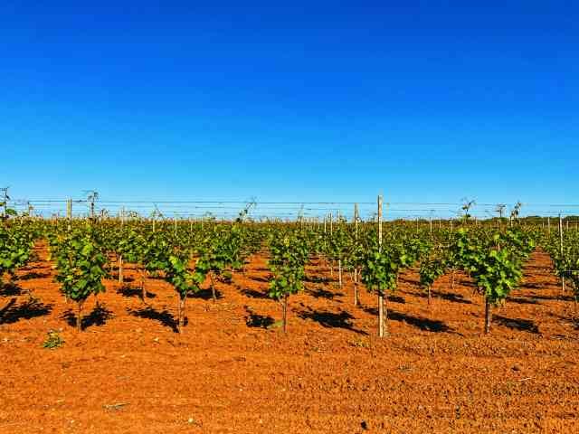 Blog yespuglia.com enoteca online più innovativa di puglia - Articolo blog Cantine Lizzano img1