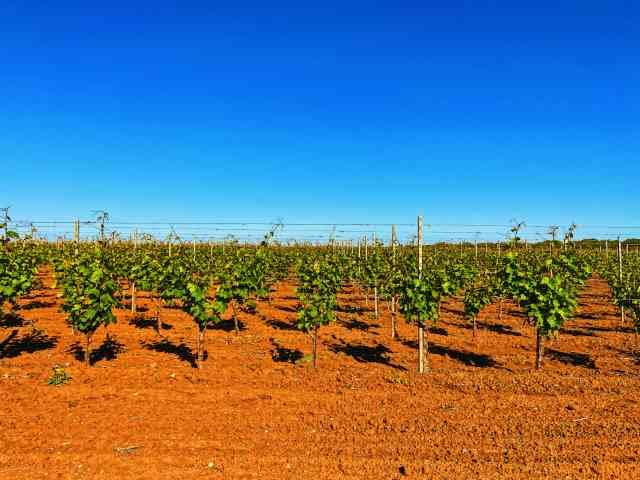 Blog yespuglia.com enoteca online più innovativa di puglia - Articolo blog Cantine Lizzano img1